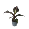 Ensete Maurelii Red Banana czerwony bananowiec